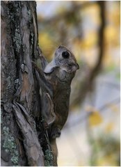 Siberian Flying Squirrel photo 1