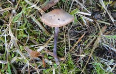 Panaeolus acuminatus