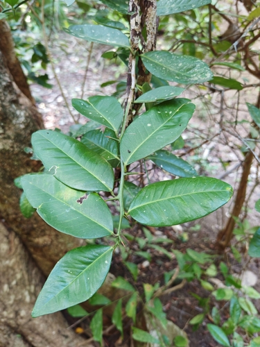 Atalantia monophylla observed 2025-09-26