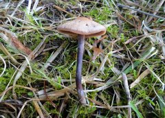 Panaeolus acuminatus