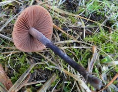 Panaeolus acuminatus