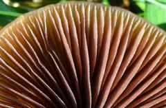 Panaeolus acuminatus