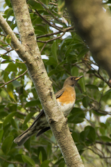 Turdus chrysolaus chrysolaus