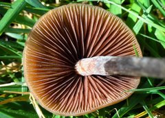 Panaeolus acuminatus