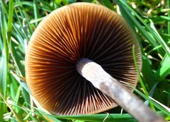 Panaeolus acuminatus