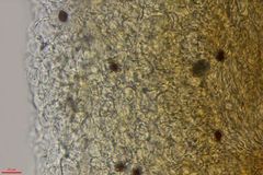 Panaeolus acuminatus