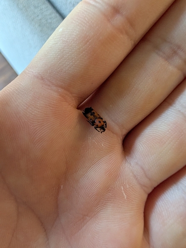 Ironweed Curculio