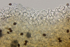 Panaeolus acuminatus