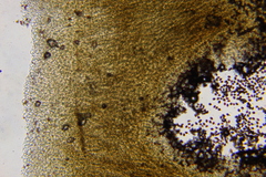 Panaeolus acuminatus