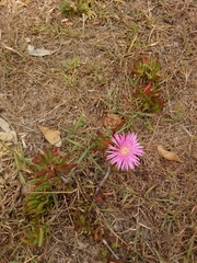 Lampranthus multiradiatus