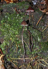 Psilocybe heimii
