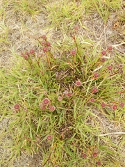 Lampranthus multiradiatus