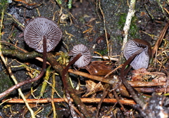 Psilocybe heimii