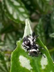 Phidippus audax