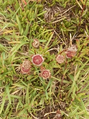 Lampranthus multiradiatus