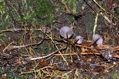 Psilocybe heimii