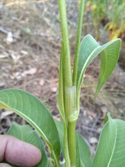 Persicaria attenuata