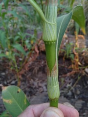 Persicaria attenuata