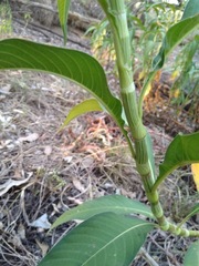 Persicaria attenuata
