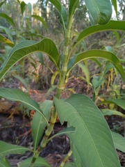 Persicaria attenuata