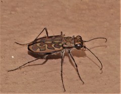 Lophyra neglecta