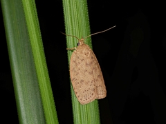 Garrha repandula