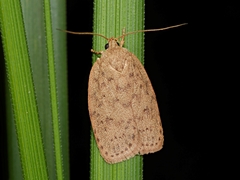 Garrha repandula