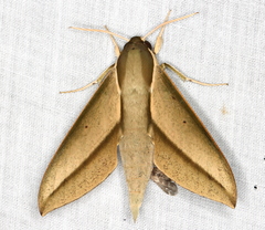 Theretra queenslandi