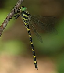 Cordulegaster erronea