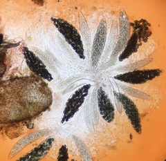 Podospora setosa