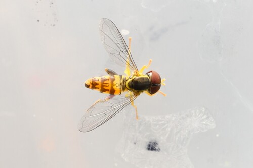 Unknown species found near Angell, Ann Arbor, MI, USA