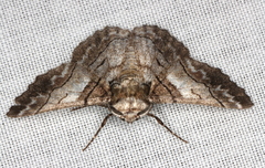 Hypobapta diffundens