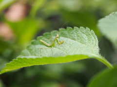 Hierodula patellifera