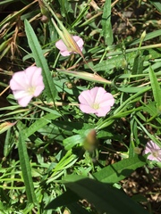 Convolvulus remotus