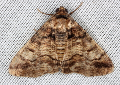 Cryphaea xylina