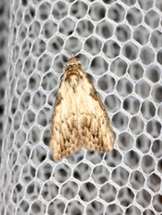 Nola pleurochorda