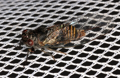 Popplepsalta notialis