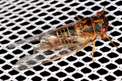 Popplepsalta notialis