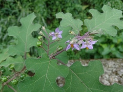 Solanum violaceum