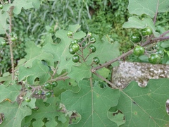 Solanum violaceum