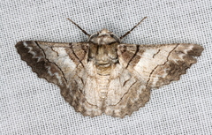 Hypobapta diffundens