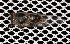 Popplepsalta notialis