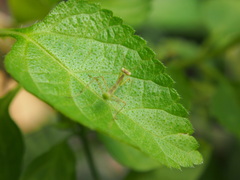 Hierodula patellifera