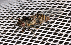 Popplepsalta notialis