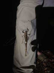 Nesoecia insignis