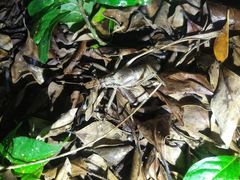 Nesoecia insignis