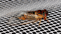 Popplepsalta notialis