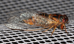 Popplepsalta notialis