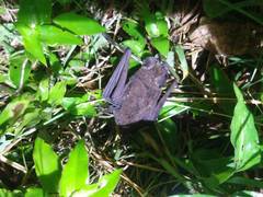 Nyctinomops laticaudatus