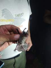 Nyctinomops laticaudatus